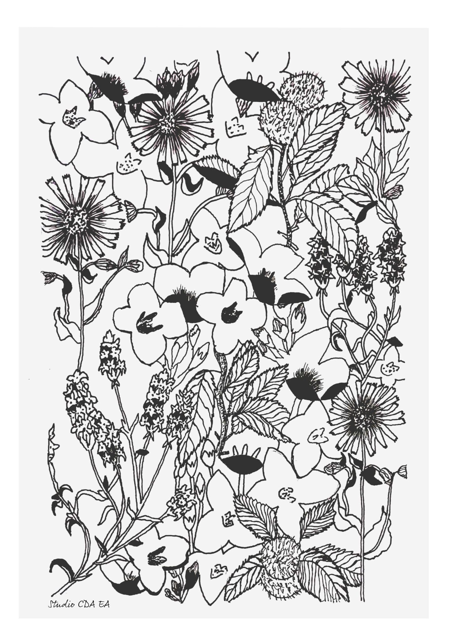 Illustration dessin au trait thème "Les Vosges" (fleurs et plantes)